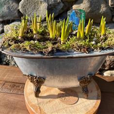 Bath planter with spring flowers 
