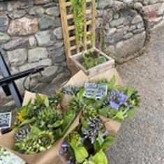 BRITISH bunched sunflowers and Agapanthus 